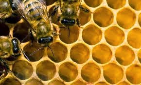 Το μέλι προστατεύει από μεταλλάξεις! - Φωτογραφία 1