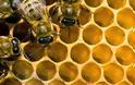 Το μέλι προστατεύει από μεταλλάξεις!