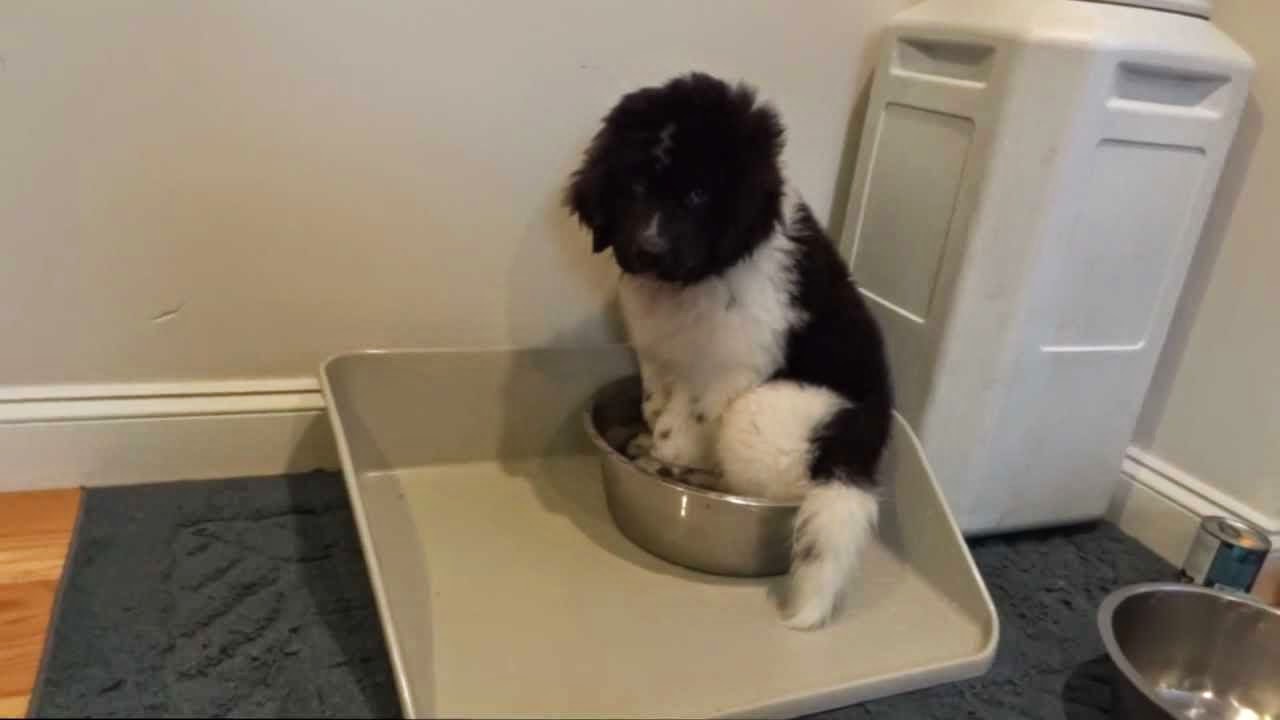 Ο σκύλος που κάθεται μέσα στο μπολ του νερού! [video] - Φωτογραφία 1