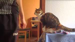 Γάτα υποδέχεται τον ιδιοκτήτη της με τον δικό της μοναδικό τρόπο [video] - Φωτογραφία 1