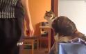 Γάτα υποδέχεται τον ιδιοκτήτη της με τον δικό της μοναδικό τρόπο [video]