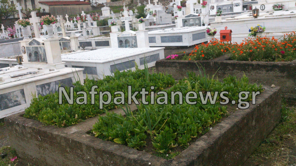 Μποστάνι σε νεκροταφείο της Ναυπάκτου… - Φωτογραφία 3
