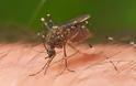 Αιτωλοακαρνανία: Μέτρα για την καταπολέμηση των κουνουπιών