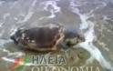 Βρέθηκε νεκρή χελώνα σε παραλία του Κατακόλου [video]