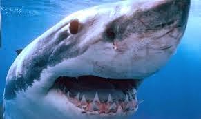 Απολίθωμα καταρρίπτει τη θεωρία ότι οι καρχαρίες εξελίχθηκαν ελάχιστα - Φωτογραφία 1