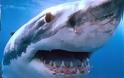 Απολίθωμα καταρρίπτει τη θεωρία ότι οι καρχαρίες εξελίχθηκαν ελάχιστα