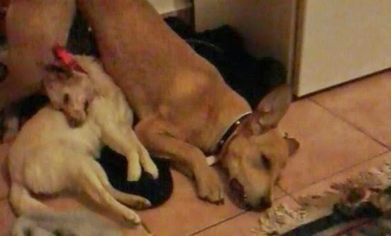 ΣΟΚ: Αδίστακτοι διαρρήκτες βασάνισαν και κρέμασαν σκυλιά στο Βόλο! - Φωτογραφία 1