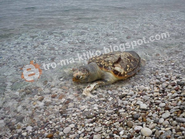 Σοβαρή καταγγελία αναγνώστη στο tromaktiko - Σκοτώνουν με καραμπίνες θαλάσσιες χελώνες στο Πόρτο Χέλι - Φωτογραφία 1