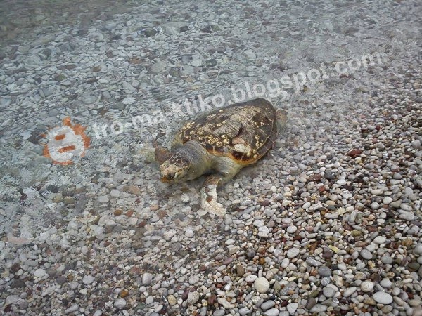 Σοβαρή καταγγελία αναγνώστη στο tromaktiko - Σκοτώνουν με καραμπίνες θαλάσσιες χελώνες στο Πόρτο Χέλι - Φωτογραφία 2