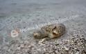 Σοβαρή καταγγελία αναγνώστη στο tromaktiko - Σκοτώνουν με καραμπίνες θαλάσσιες χελώνες στο Πόρτο Χέλι