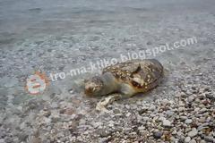 Σοβαρή καταγγελία αναγνώστη στο tromaktiko - Σκοτώνουν με καραμπίνες θαλάσσιες χελώνες στο Πόρτο Χέλι