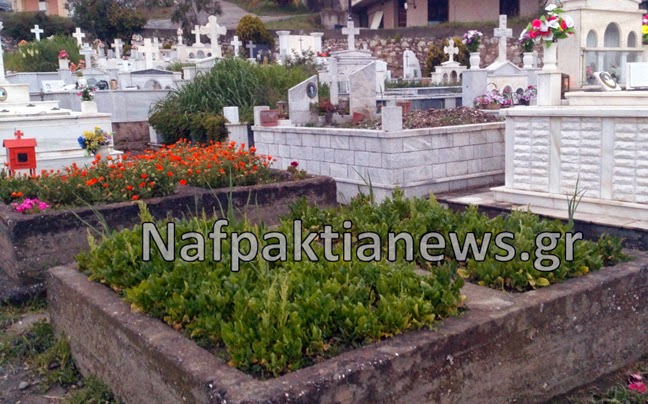 Απίστευτο: Έσπειραν σπανάκι και σκόρδα σε νεκροταφείο της Ναυπάκτου! - Φωτογραφία 1