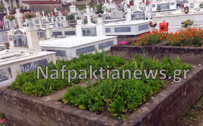 Απίστευτο: Έσπειραν σπανάκι και σκόρδα σε νεκροταφείο της Ναυπάκτου! - Φωτογραφία 3