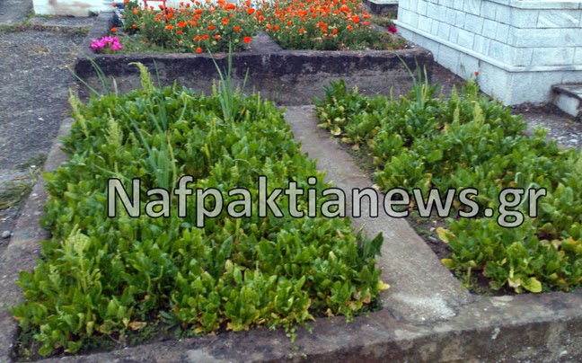 Απίστευτο: Έσπειραν σπανάκι και σκόρδα σε νεκροταφείο της Ναυπάκτου! - Φωτογραφία 4