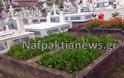 Απίστευτο: Έσπειραν σπανάκι και σκόρδα σε νεκροταφείο της Ναυπάκτου! - Φωτογραφία 3