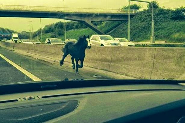 Βρετανία: Άλογο βγήκε στον αυτοκινητόδρομο - Θανατώθηκε στη συνέχεια - Φωτογραφία 2