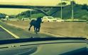 Βρετανία: Άλογο βγήκε στον αυτοκινητόδρομο - Θανατώθηκε στη συνέχεια - Φωτογραφία 1