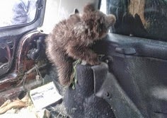 Mικρό αρκουδάκι βρέθηκε στη Καστοριά - Φωτογραφία 1