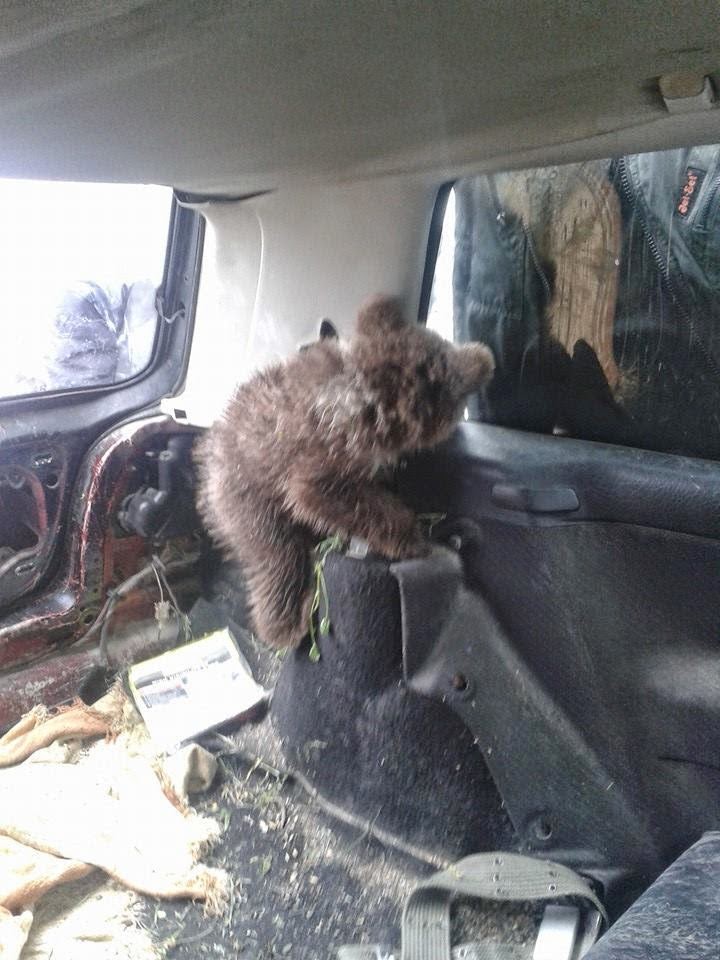 Mικρό αρκουδάκι βρέθηκε στη Καστοριά - Φωτογραφία 2