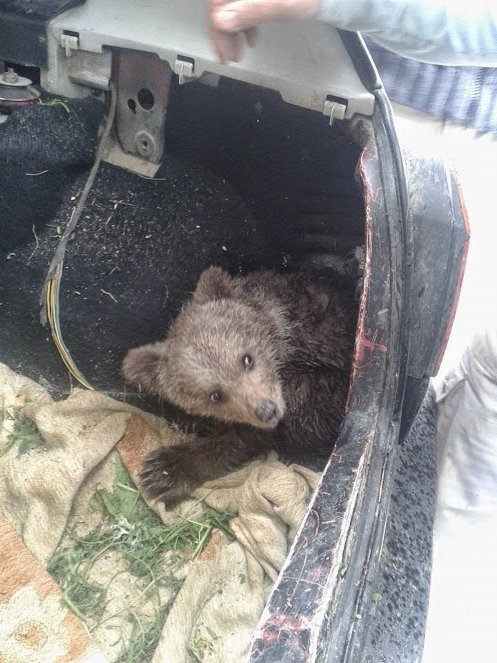Mικρό αρκουδάκι βρέθηκε στη Καστοριά - Φωτογραφία 3