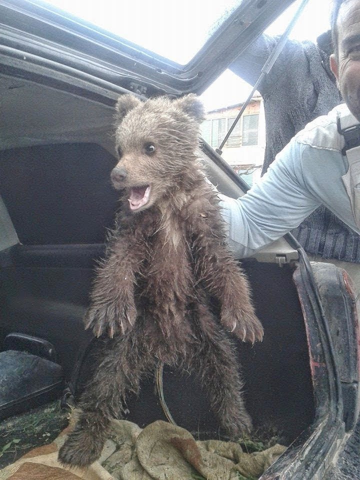 Mικρό αρκουδάκι βρέθηκε στη Καστοριά - Φωτογραφία 4