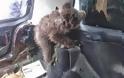 Mικρό αρκουδάκι βρέθηκε στη Καστοριά