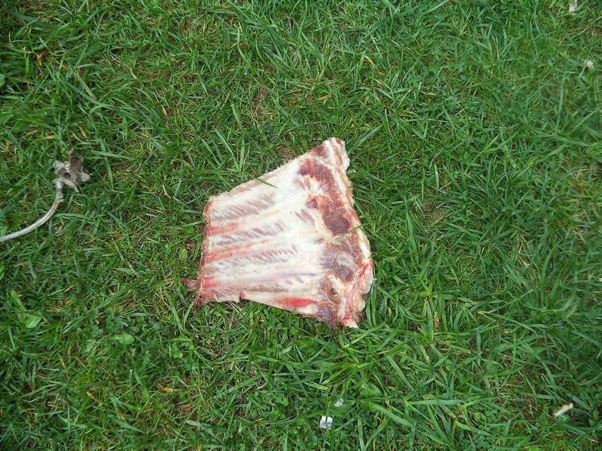 Τα σαρκοβόρα περιστέρια των Τρικάλων! - Φωτογραφία 2