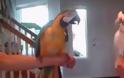 Παπαγάλοι χορεύουν το «What is Love»! [video]