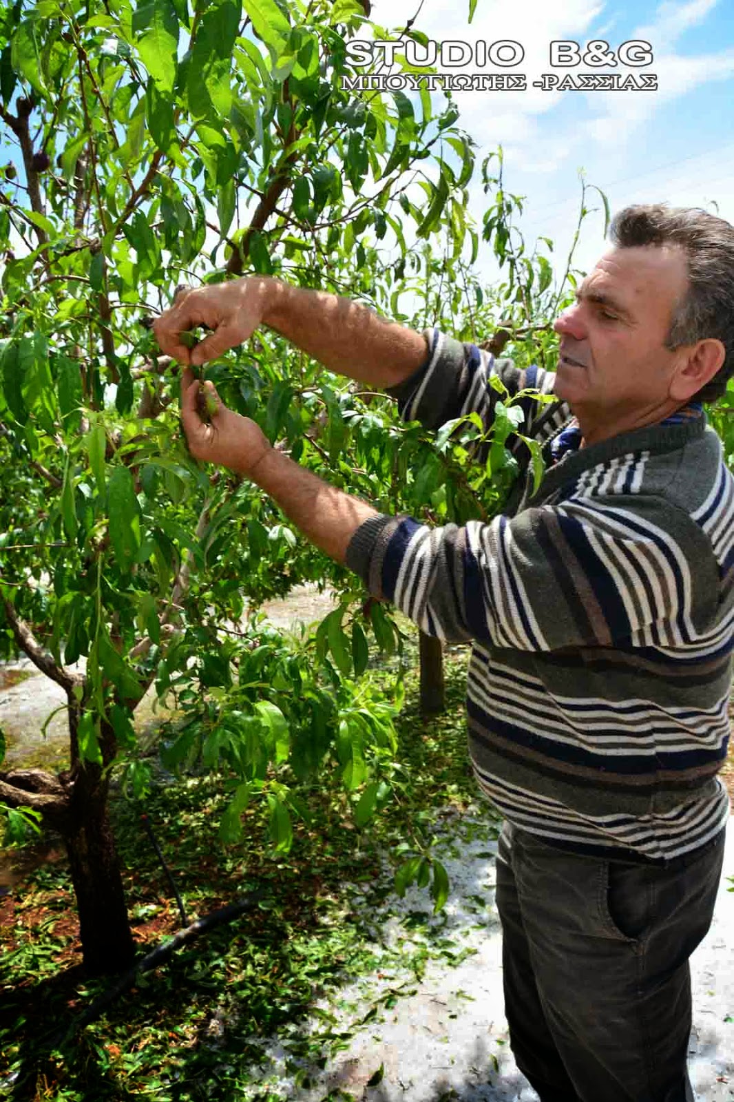 Μεγάλες οι ζημιές από τη χαλαζόπτωση στην Αργολίδα. Δείτε φωτογραφίες - Φωτογραφία 5