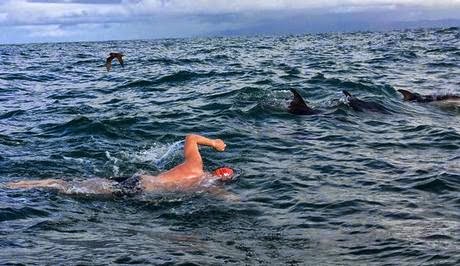 Βίντεο: Δελφίνια προστάτευσαν κολυμβητή από τους καρχαρίες - Φωτογραφία 1