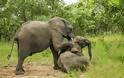 «Μεθυσμένοι» ελέφαντες! [photos]