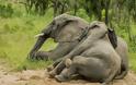 «Μεθυσμένοι» ελέφαντες! [photos] - Φωτογραφία 3