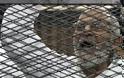Δικαστήριο του Καΐρου καταδίκασε σε θάνατο τον ηγέτη της Μουσουλμανικής Αδελφότητας μαζί με 682 ακόμα άτομα