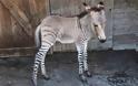 Ξέρετε τι είναι το Zonkey;