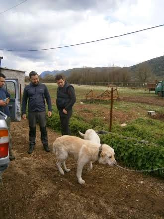 Διατήρηση σπάνιων φυλών σκύλων φύλαξης μέσω της δικτύωσης στο Εθνικό Πάρκο Βόρειας Πίνδου - Φωτογραφία 4