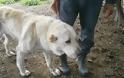 Διατήρηση σπάνιων φυλών σκύλων φύλαξης μέσω της δικτύωσης στο Εθνικό Πάρκο Βόρειας Πίνδου