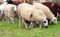 Σε σφαγή οδηγούνται 33 αιγοπρόβατα στη Φθιώτιδα τα οποία είναι μολυσμένα από το βακτήριο της βρουκέλλας