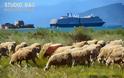 Το πρώτο μεγάλο κρουαζιερόπλοιο της Holland America στο λιμάνι του Ναυπλίου [Photos] - Φωτογραφία 5