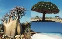 Σοκότρα: Το πιο παράξενο νησί στον κόσμο [video] - Φωτογραφία 2