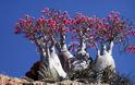 Σοκότρα: Το πιο παράξενο νησί στον κόσμο [video] - Φωτογραφία 6