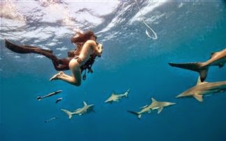 Κολυμπώντας με τους καρχαρίες - Φωτογραφία 1
