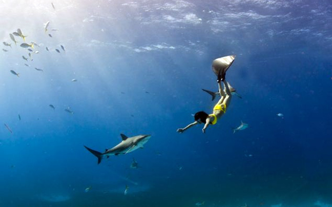Κολυμπώντας με τους καρχαρίες - Φωτογραφία 10