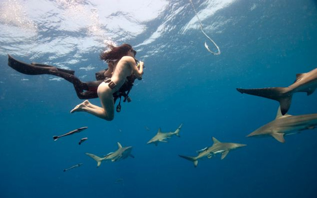 Κολυμπώντας με τους καρχαρίες - Φωτογραφία 11