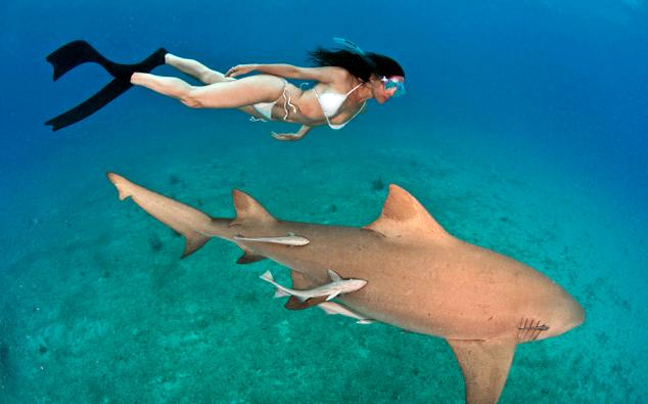 Κολυμπώντας με τους καρχαρίες - Φωτογραφία 8
