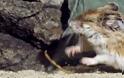 Το video που σαρώνει στο διαδίκτυο: Αρουραίος αρπάζει και καταβροχθίζει δηλητηριώδη σκορπιό! [video]