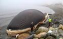 Αυτό δεν το έχετε ξανά δει! Πτώμα φάλαινας… έτοιμο να εκραγεί! [Photo] - Φωτογραφία 3