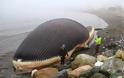 Αυτό δεν το έχετε ξανά δει! Πτώμα φάλαινας… έτοιμο να εκραγεί! [Photo] - Φωτογραφία 5