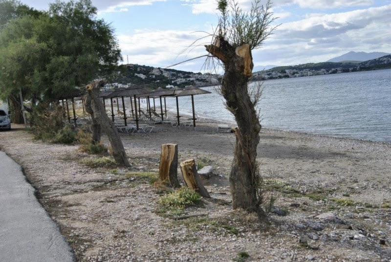 Ασυνείδητοι έκοψαν αλμυρίκια στο Πόρτο Ράφτη [Photos] - Φωτογραφία 2