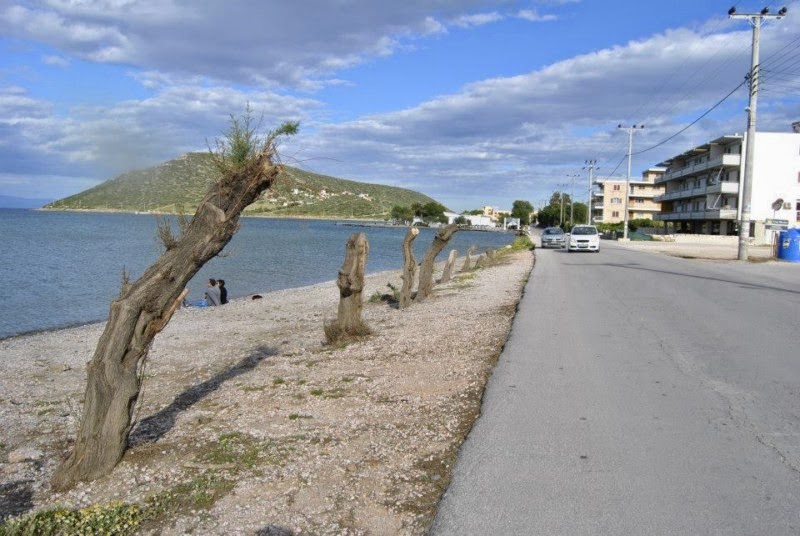 Ασυνείδητοι έκοψαν αλμυρίκια στο Πόρτο Ράφτη [Photos] - Φωτογραφία 3