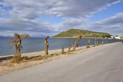 Ασυνείδητοι έκοψαν αλμυρίκια στο Πόρτο Ράφτη [Photos]